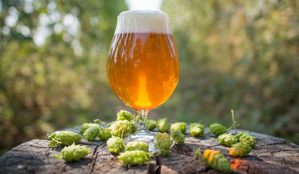 Glass of craft beer with fresh hop cones